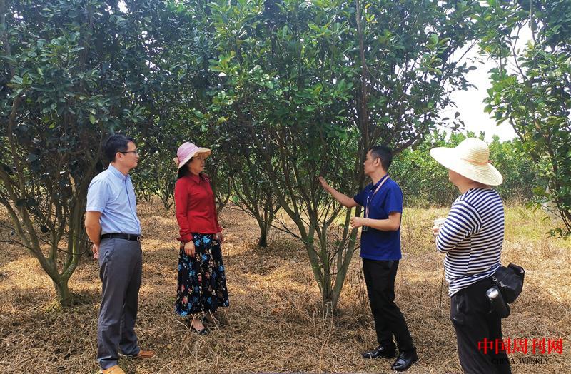 4、橘乡集团副总经理徐海峰（右二）在橘红果种植基地向媒体介绍种植情况.jpg