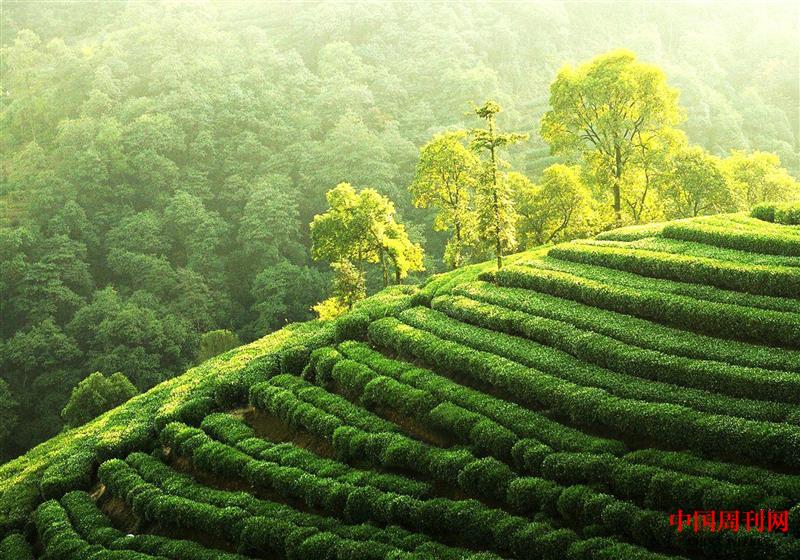 中国最北的茶田 北纬32度 海拔800米.jpg