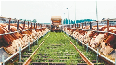 沈阳“牛基地”培育幸福“顶级牛”