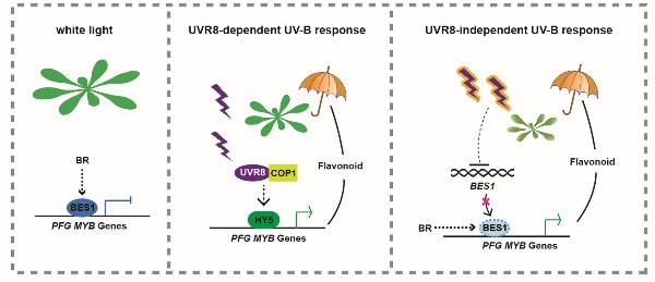 科学家揭示植物平衡生长和抗紫外胁迫的新机制 1.jpg