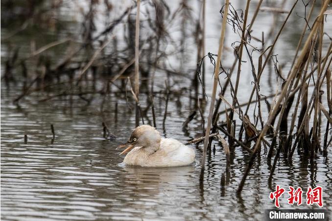 白化小??现身浙江漩门湾湿地 庞伟伟 摄 白化小??现身浙江漩门湾湿地 庞伟伟 摄