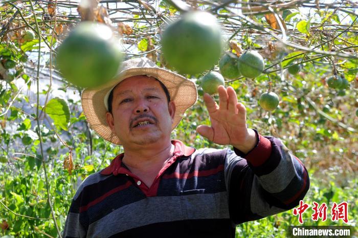 “百香果不仅带来经济收入，更带来幸福。”依靠百香果产业扶持脱贫的村民吴万芳道出切身感受。　张金川 摄
