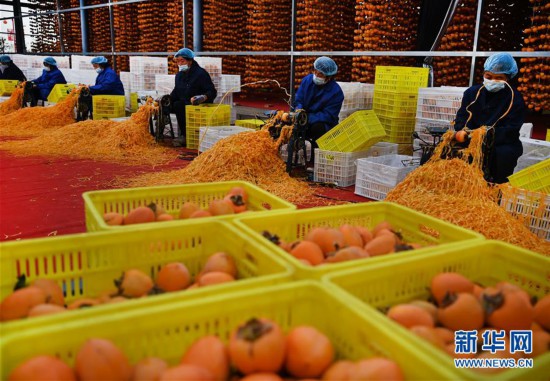 （经济）（2）“富平杮饼”加工忙 