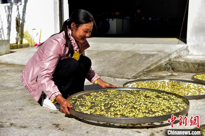 图为彭水县保家镇清平社区茶农正在晾晒白茶花。　张燕 摄