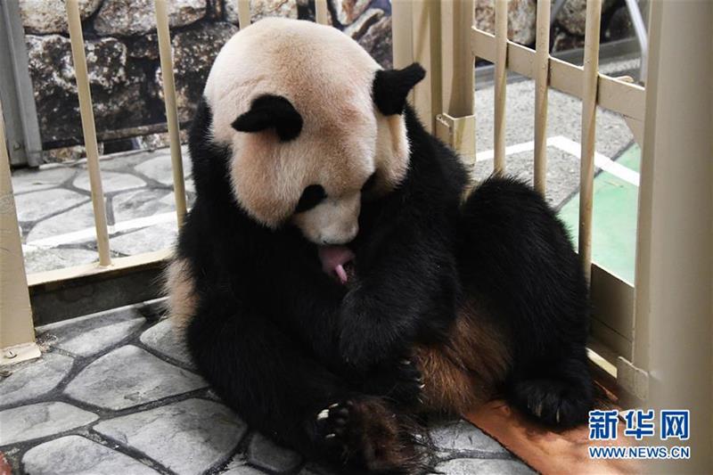 （国际）（2）又一大熊猫宝宝在日本诞生