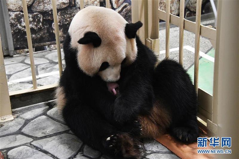 （国际）（2）又一大熊猫宝宝在日本诞生