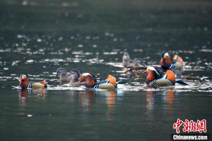 图为“朱熹故里”江西婺源县新编大型婺源徽剧《朱子还乡》演出画面。(资料图) 刘占昆 摄