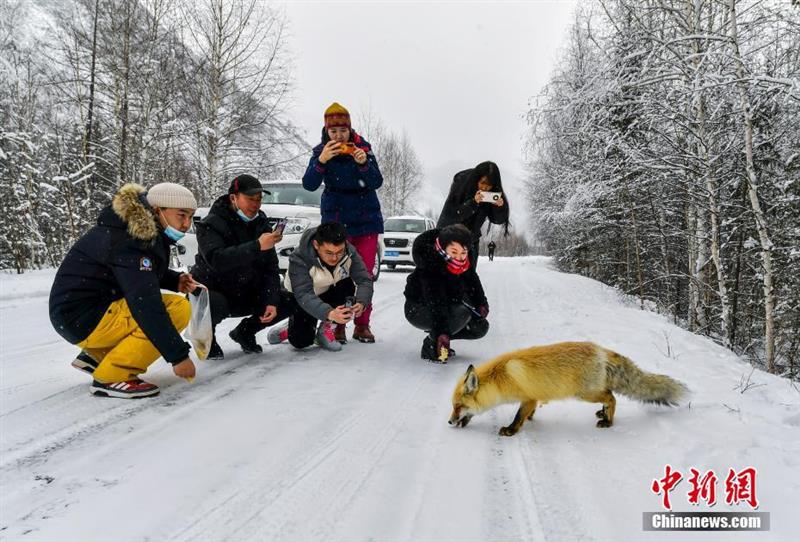新疆喀纳斯：爱心游客投喂野外觅食的狐狸