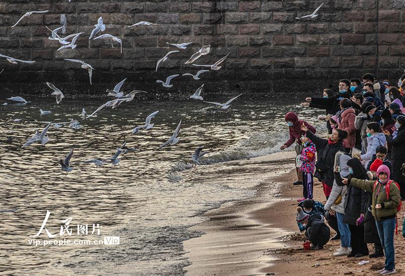 山东青岛：海鸥翔集 再现靓丽风景线【6】
