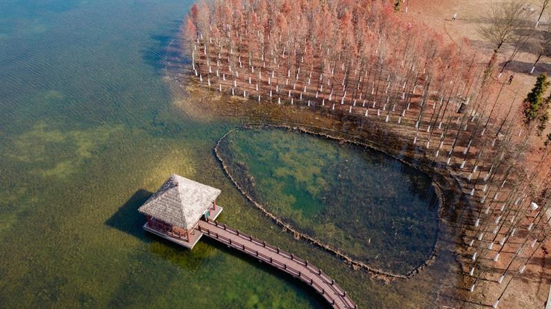 这是在湖南松雅湖国家湿地公园拍摄的水杉（12月30日无人机照片）。