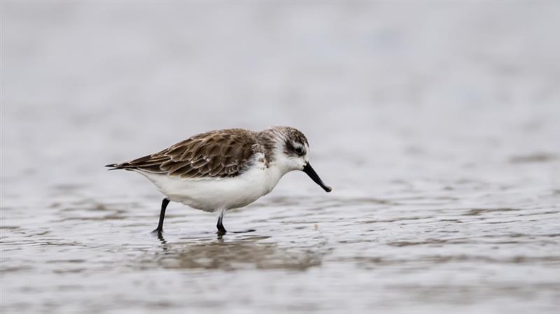 1月8日，一只勺嘴鹬在闽南晋江深沪湾滩涂觅食。
