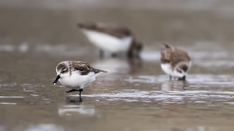 1月8日，勺嘴鹬在闽南晋江深沪湾滩涂觅食。