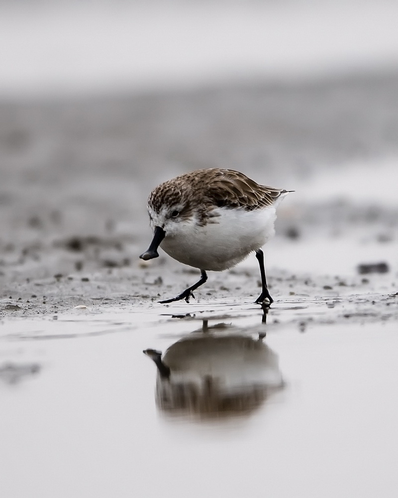 1月8日，一只勺嘴鹬在闽南晋江深沪湾滩涂觅食。