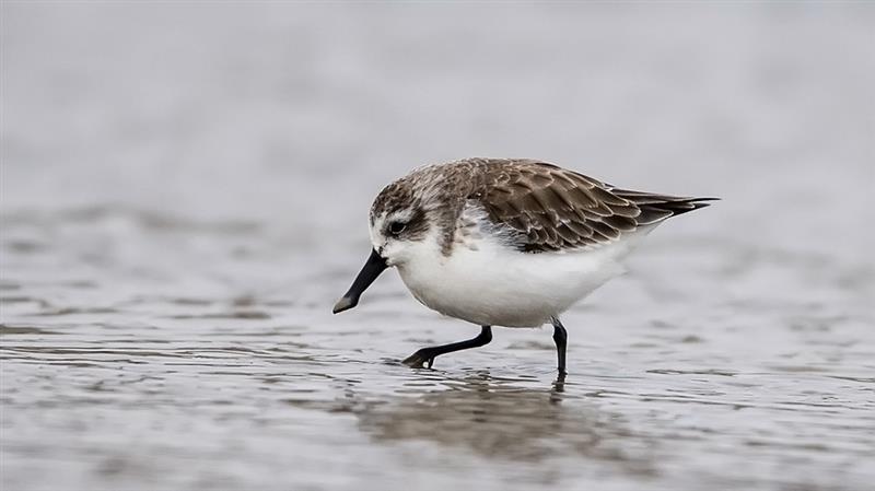 1月8日，一只勺嘴鹬在闽南晋江深沪湾滩涂觅食。