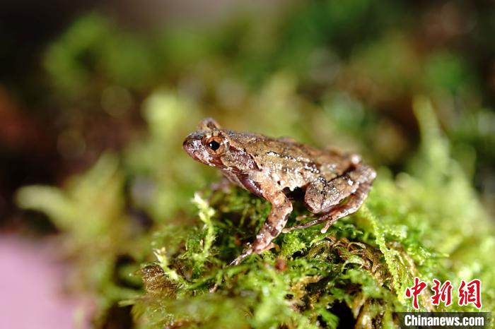 百山祖角蟾。　王斌 摄