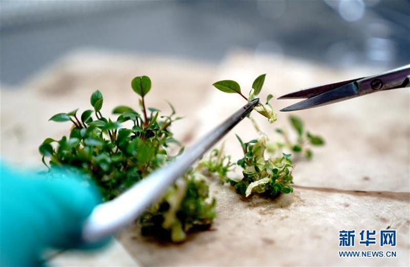 (新华视界)(5)上海鲜花港:自主研发红掌新品钟