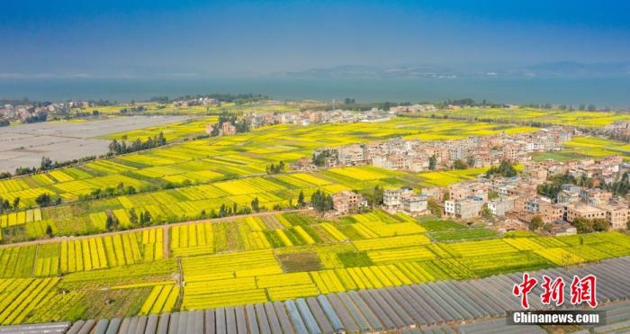 资料图:阳春三月,油菜花洒满了滇池南岸,醉了游人心。李雪艳 摄 资料图:阳春三月,油菜花洒满了滇池南岸,醉了游人心。李雪艳 摄