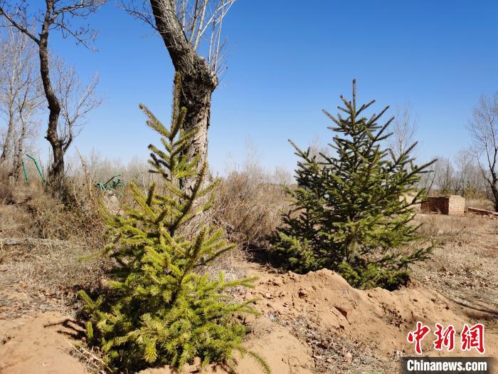 图为毛乌素沙地的绿色。 李爱平 摄 图为毛乌素沙地的绿色。 李爱平 摄