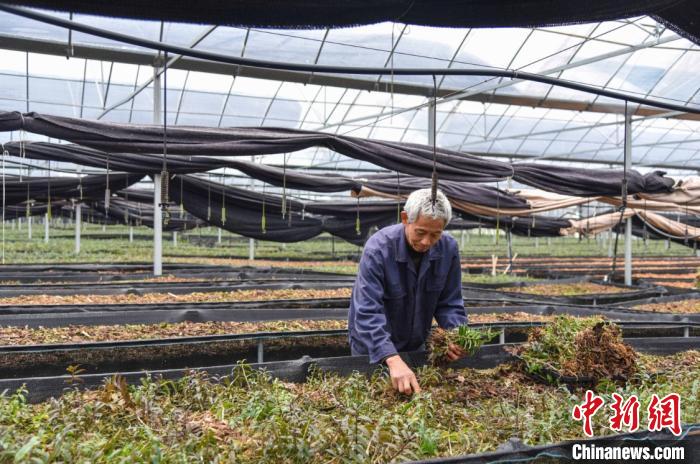 台州市黄岩区平田乡构筑绿色农业发展圈,助推乡村振兴 范宇斌 摄 台州市黄岩区平田乡构筑绿色农业发展圈,助推乡村振兴 范宇斌 摄