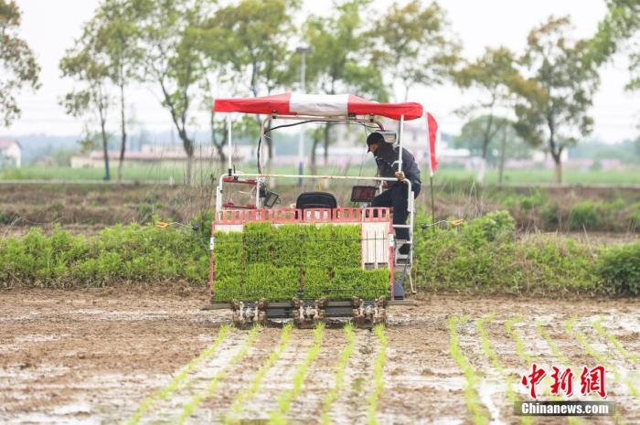 资料图：图为农民驾驶农机开展插秧作业。 刘力鑫 摄