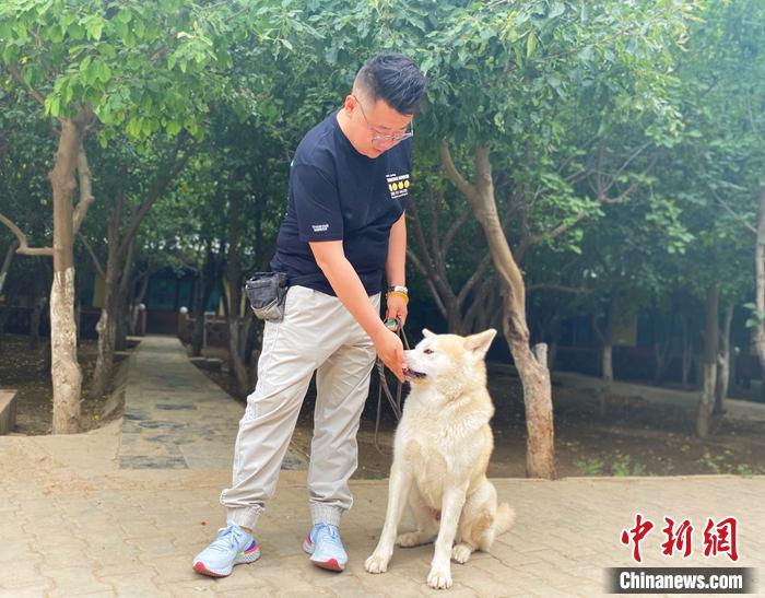 图为宠物训导师王寅正在训导一只秋田犬。 张玮 摄