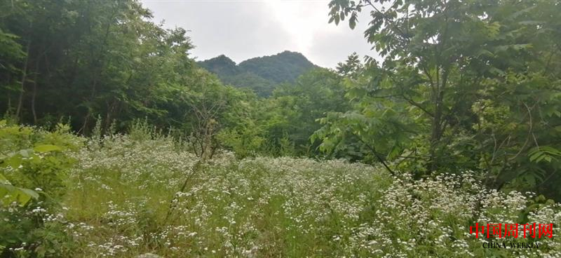 图片8.png