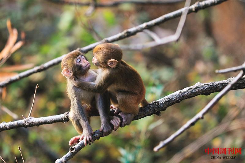 花果山两只猕猴在树上.jpg