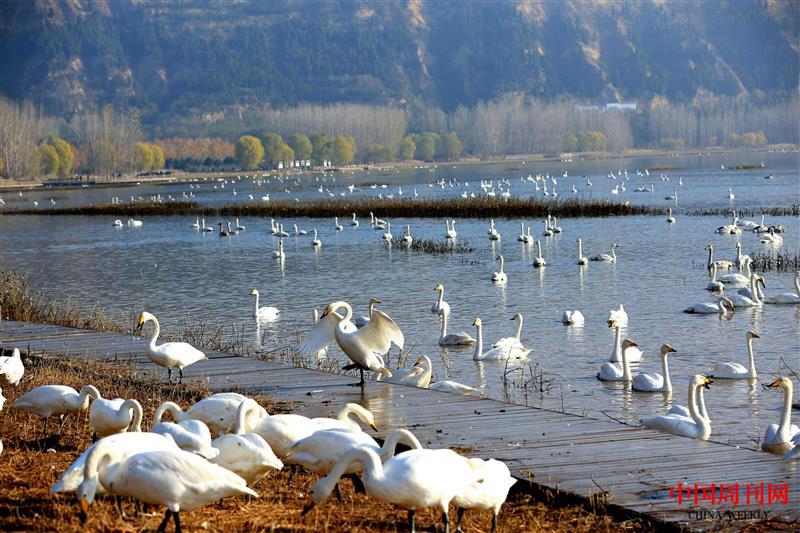 三门峡天鹅湖之秋.jpg 三门峡天鹅湖之秋.jpg