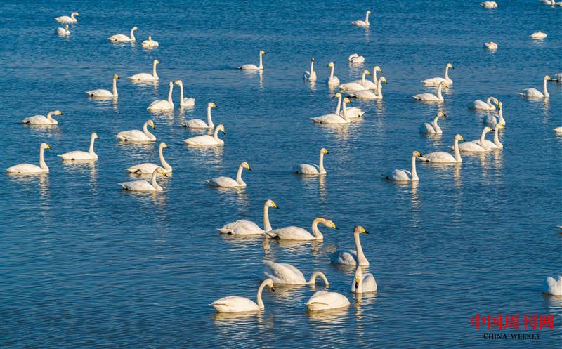 三门峡天鹅湖上的大白天鹅群.jpg 三门峡天鹅湖上的大白天鹅群.jpg