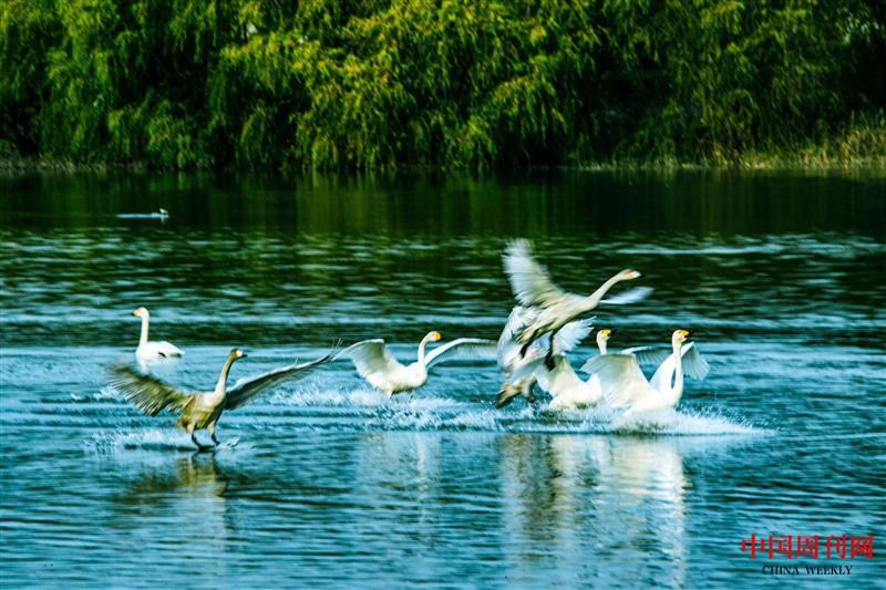 三门峡天鹅湖白天鹅在戏水.jpg 三门峡天鹅湖白天鹅在戏水.jpg