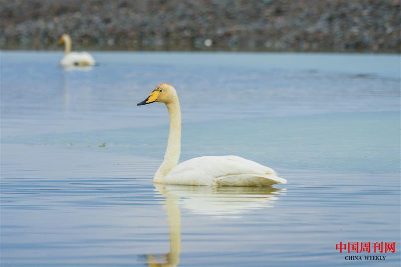 摄图网_500709854_三门峡白天鹅 丑小鸭 小黑天鹅 水中天鹅(企业商用).jpg 摄图网_500709854_三门峡白天鹅 丑小鸭 小黑天鹅 水中天鹅(企业商用).jpg