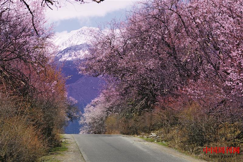 摄图网_500828826_西藏林芝桃花公路（企业商用）.jpg