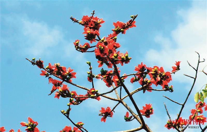 木棉花开.jpg