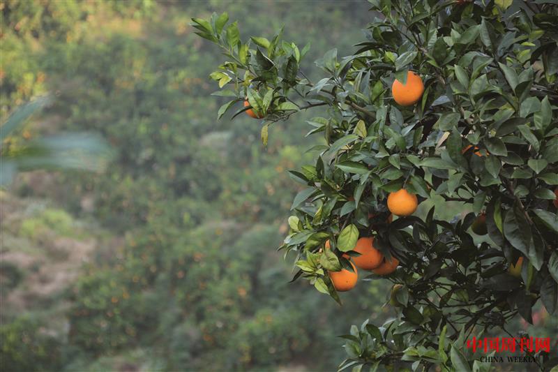 摄图网_500809654_赣南脐橙（企业商用）.jpg