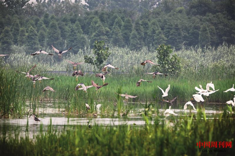 溱湖湿地公园.jpg
