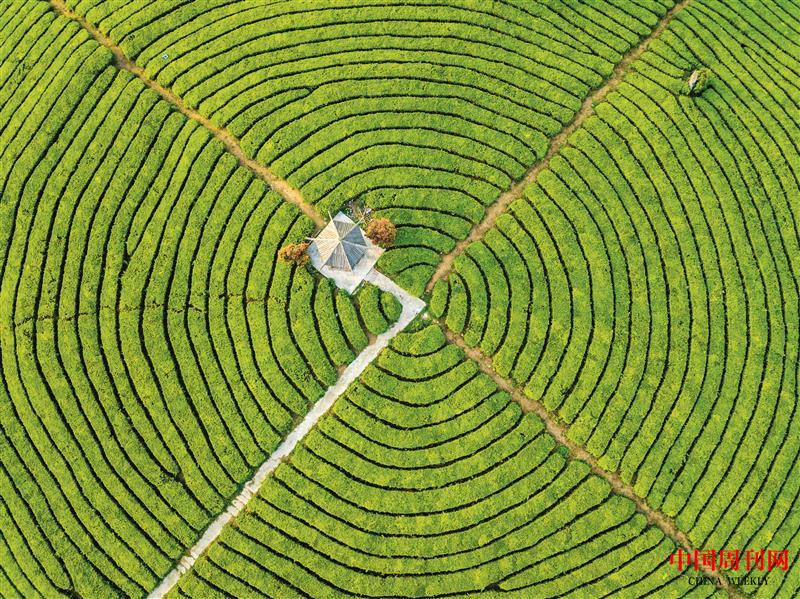 摄图网_501595994_春天茶园航拍（企业商用）.jpg