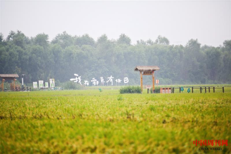 曲水稻香项目区.jpg