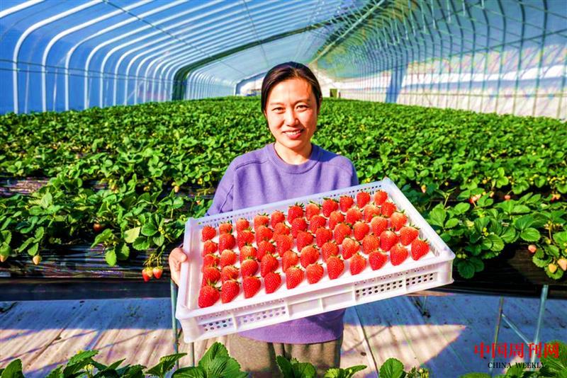 王颖展示基地生产的草莓.jpg