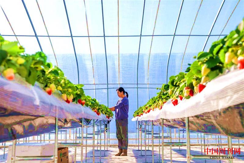 王颖与她的草莓种植大棚.jpg