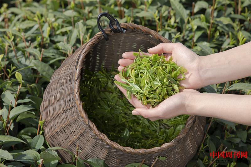 摄图网_501604303_茶园姑娘手捧新茶手部特写(企业商用).jpg