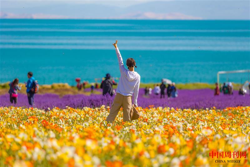 摄图网_501602327_青海湖花海(企业商用).jpg